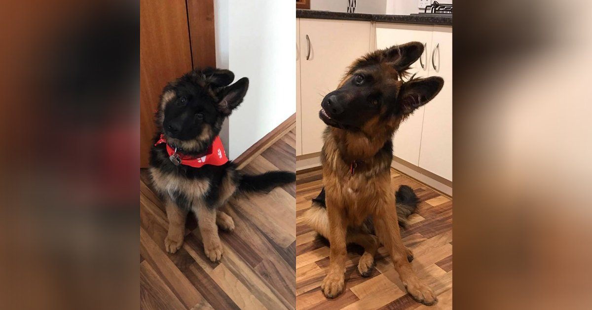 how long do german shepherd puppies grow