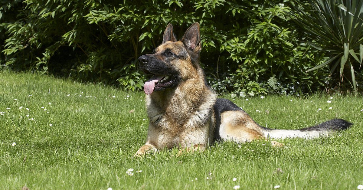 German Sheepdog