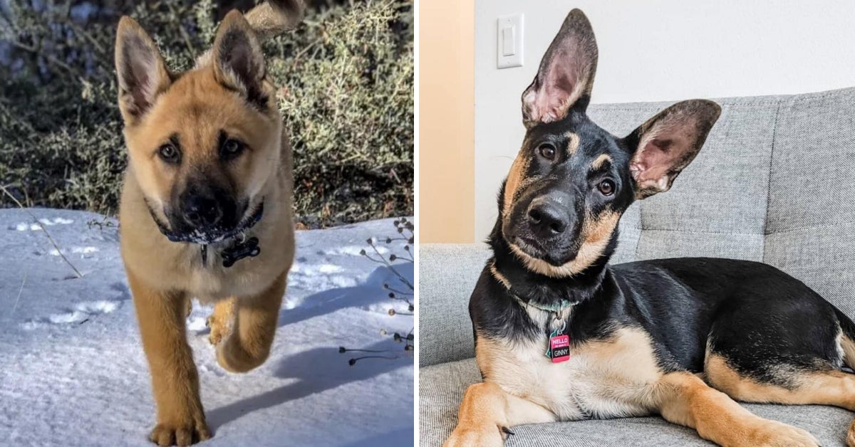 cricket aflevere give 29 Of The Cutest German Shepherd Mixes On The Internet