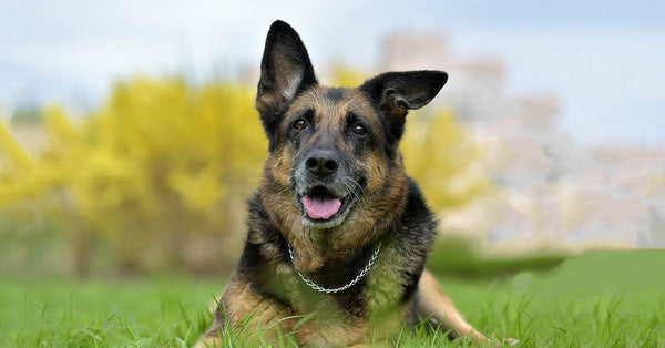 are german shepherds good family dogs