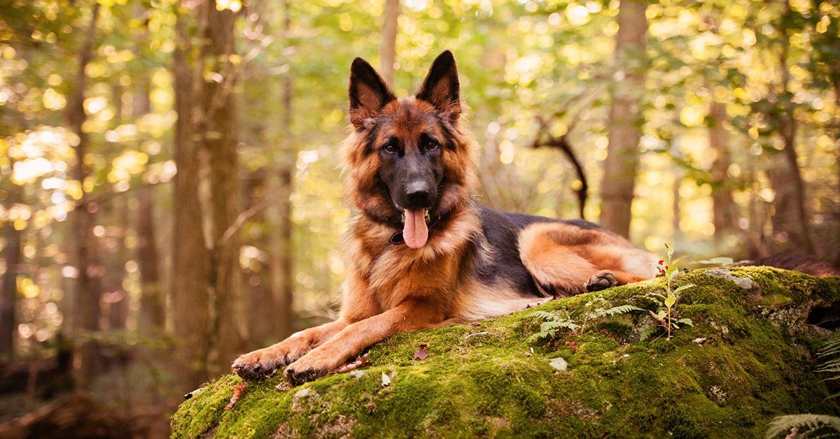 9 Myths About German Shepherds – German Shepherd Shop