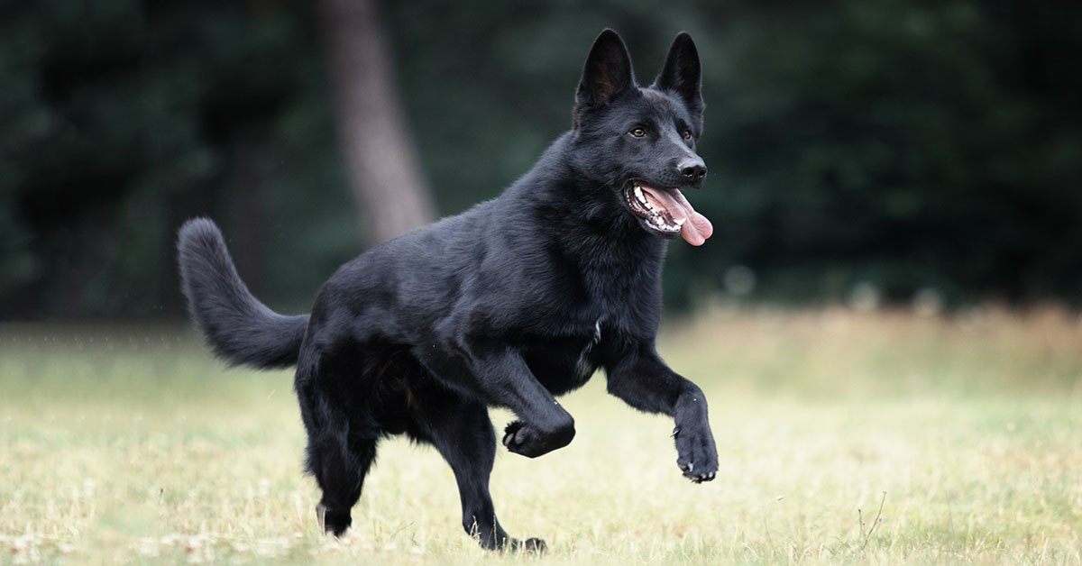 Everything You Need To Know About The Black German Shepherd