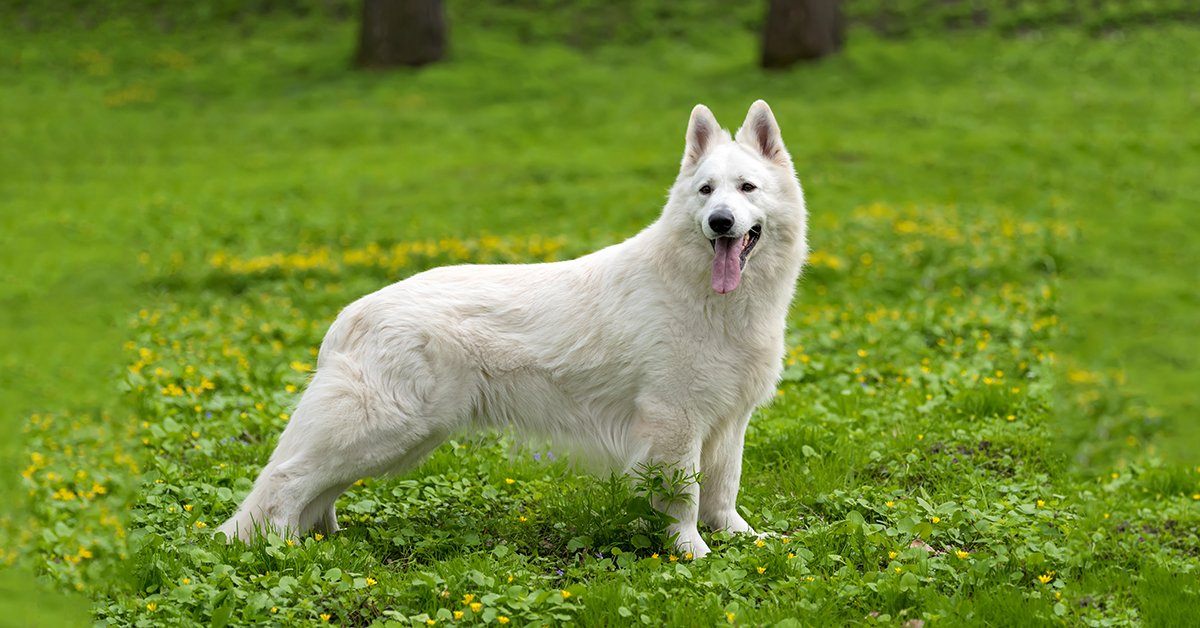 Everything You Need To Know About The White German Shepherd – German  Shepherd Shop