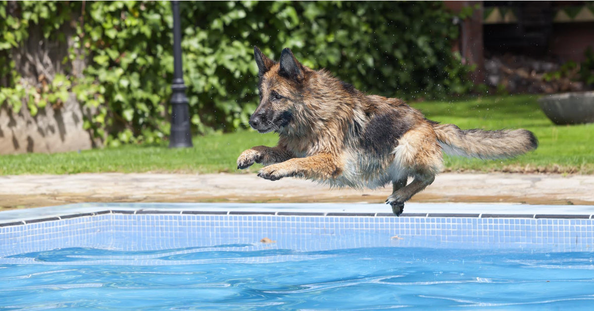 how to keep german shepherd cool in summer