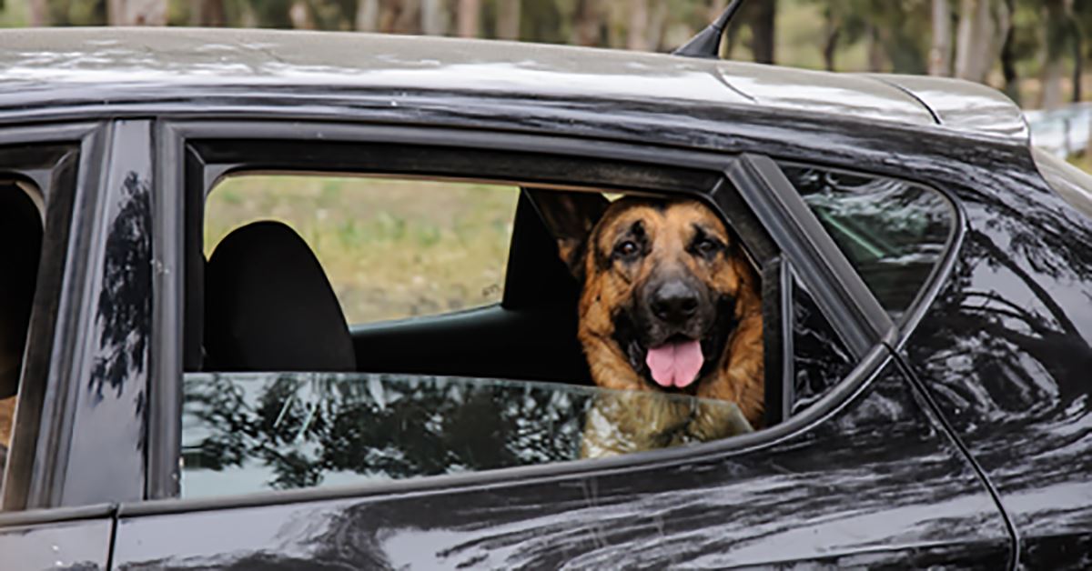 how to stop car sickness in dogs