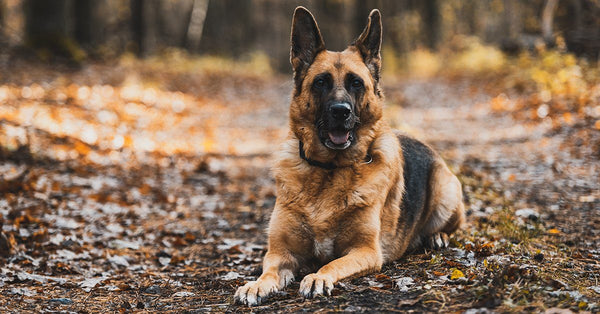 How To Remove That Stinky Dog Smell Between Baths German Shepherd Shop