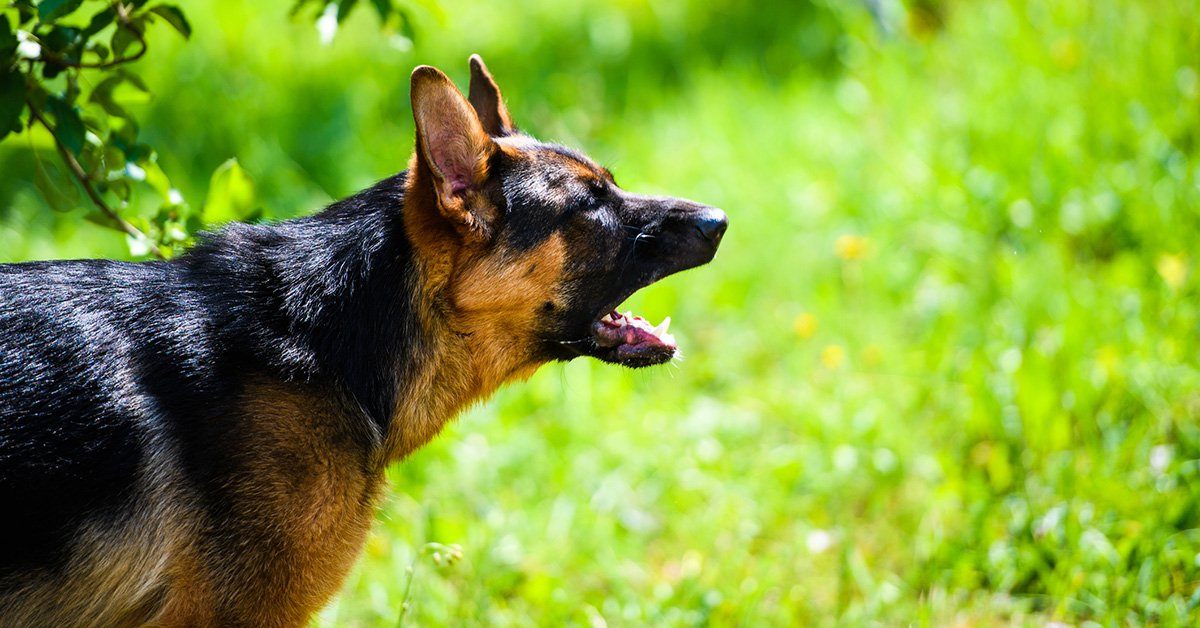 are german shepherds barkers