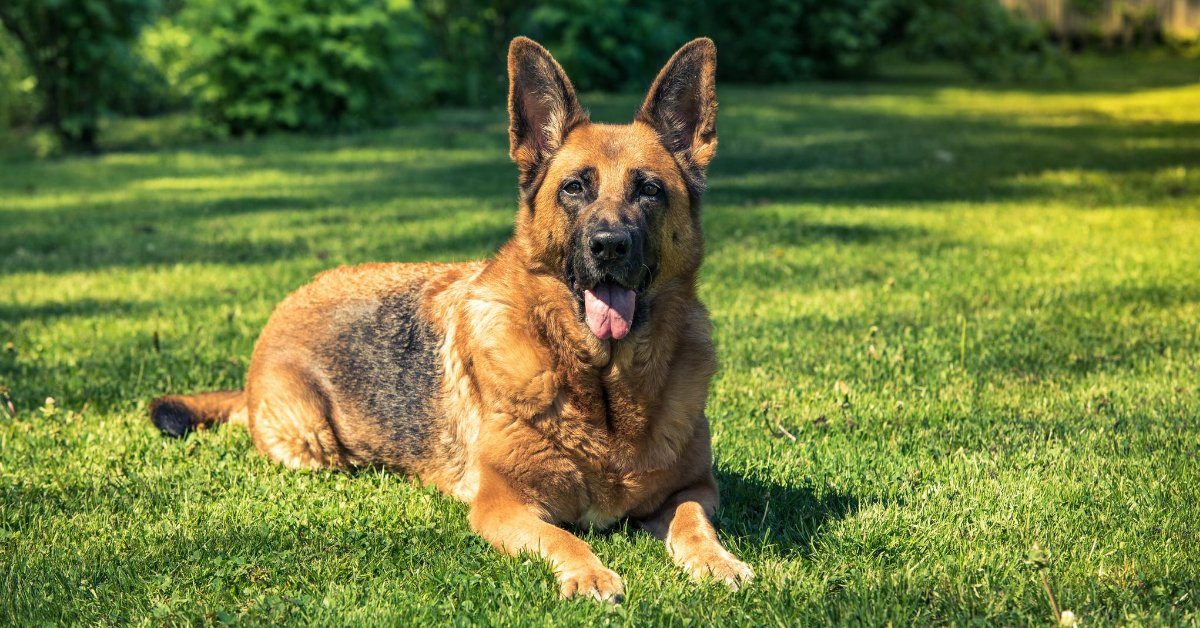 are german shepherds smarter than border collies