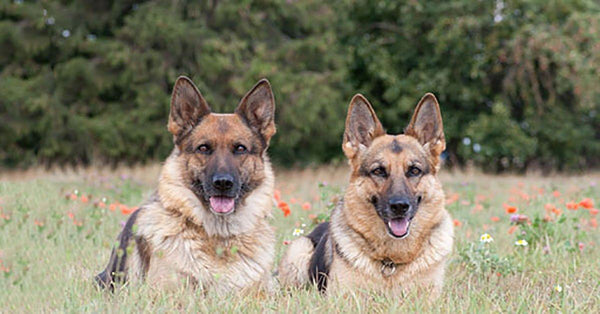 Male Vs Female German Shepherds What S The Difference German Shepherd Shop