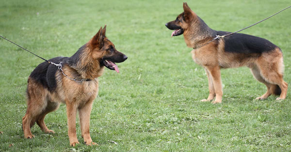 choke collar for german shepherd