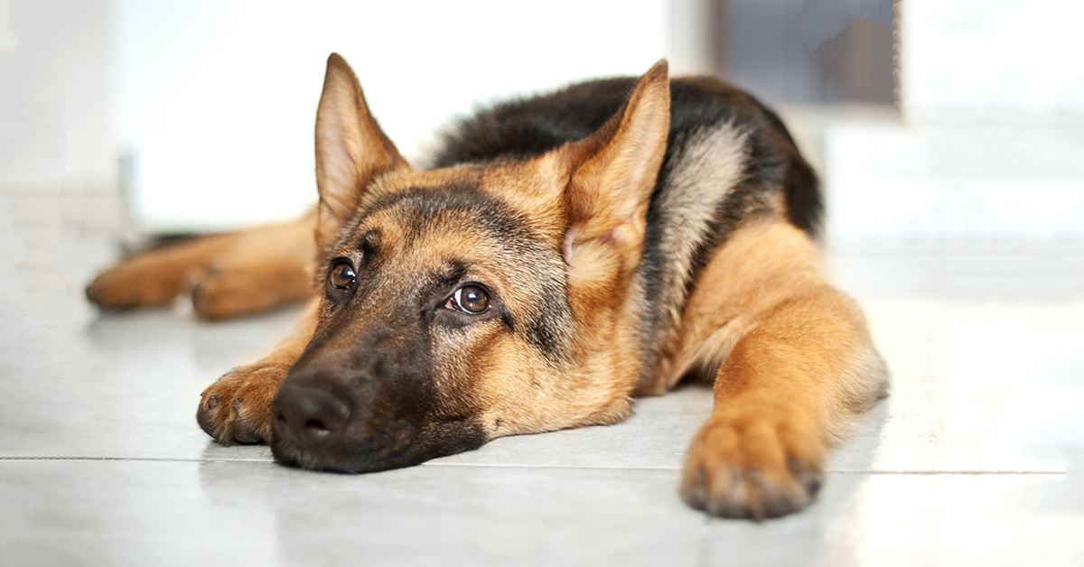 how do i get my german shepherd puppy to stop eating poop