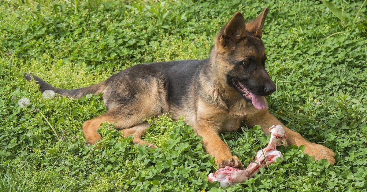 can 6 month old german shepherd can eat chicken leg