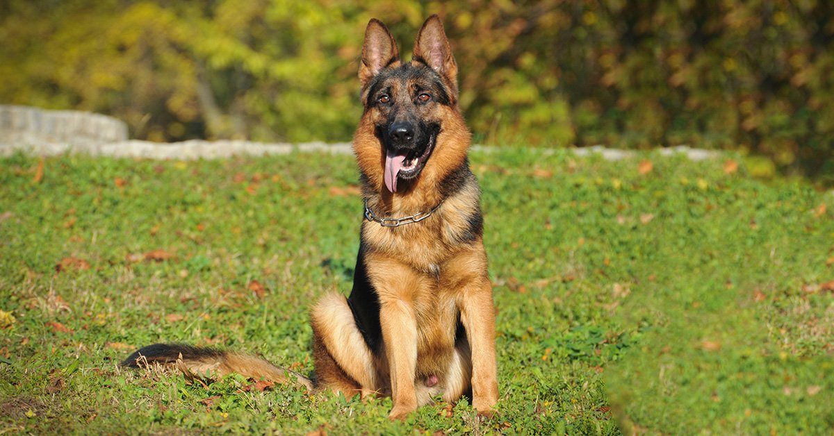 are german shepherds dramatic