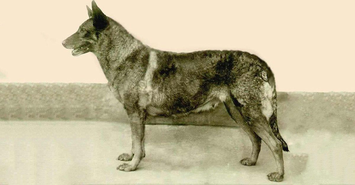 where did german shepherds originate