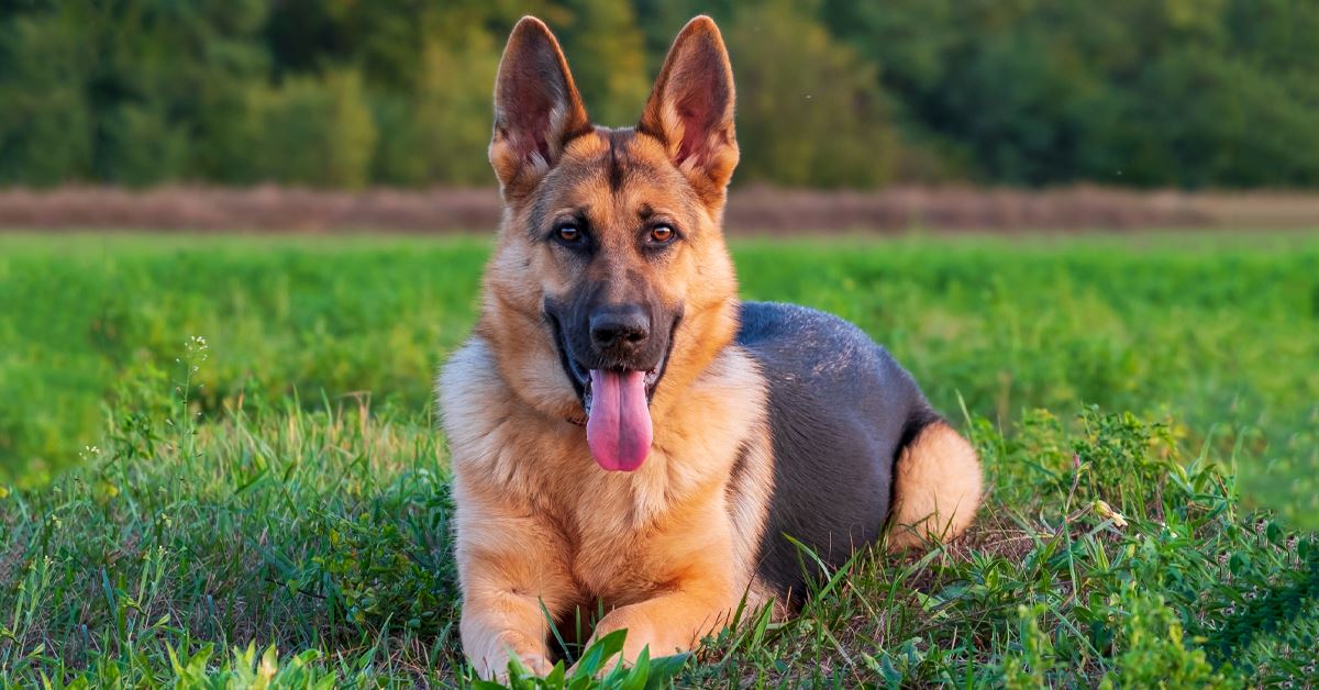 were german shepherds used in ww2