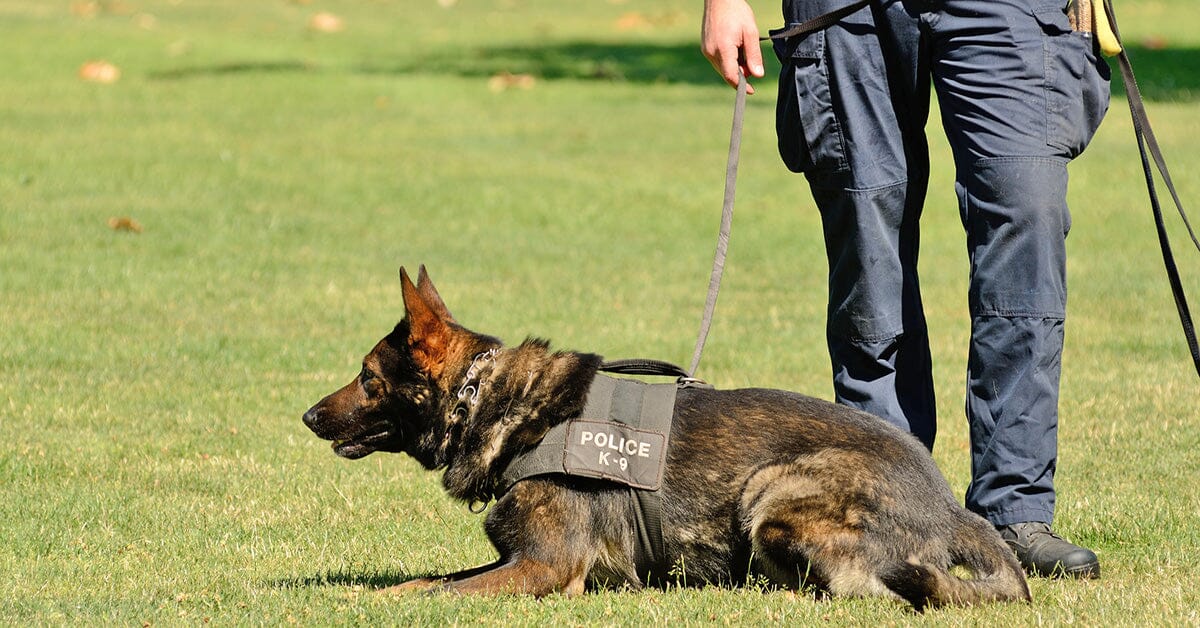 where do police get their german shepherds