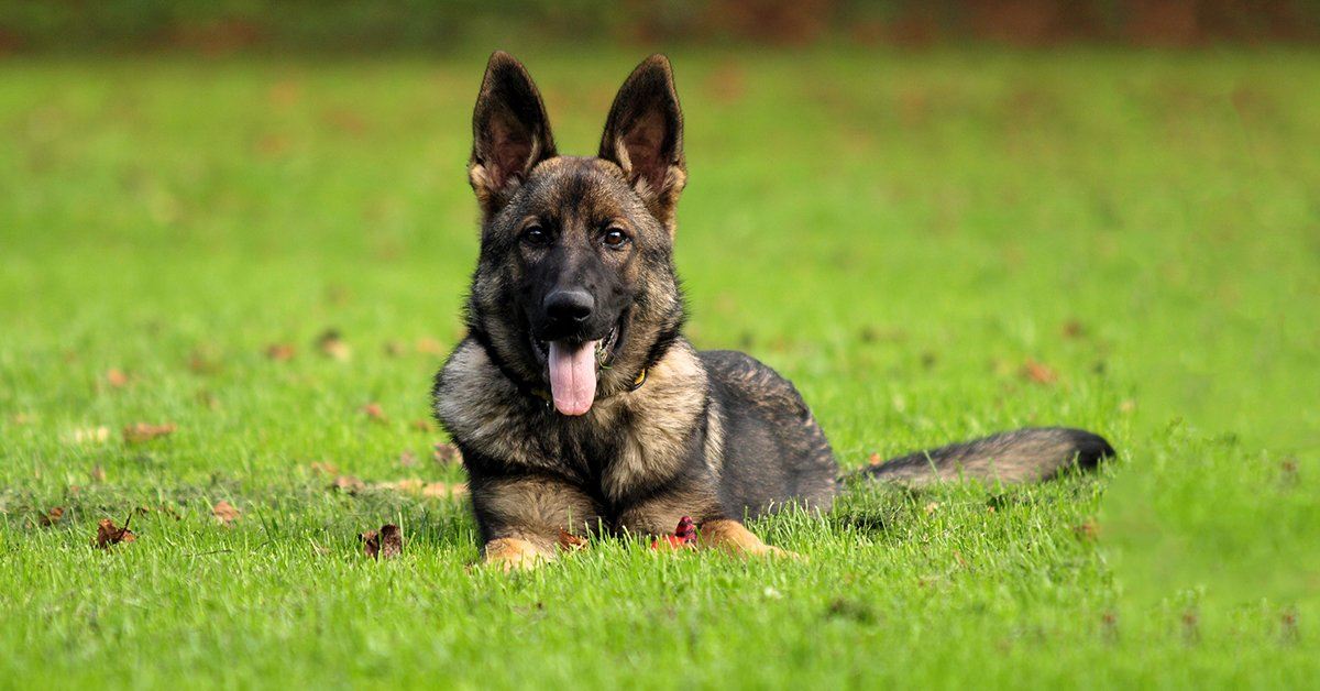 what treats do dog handlers use