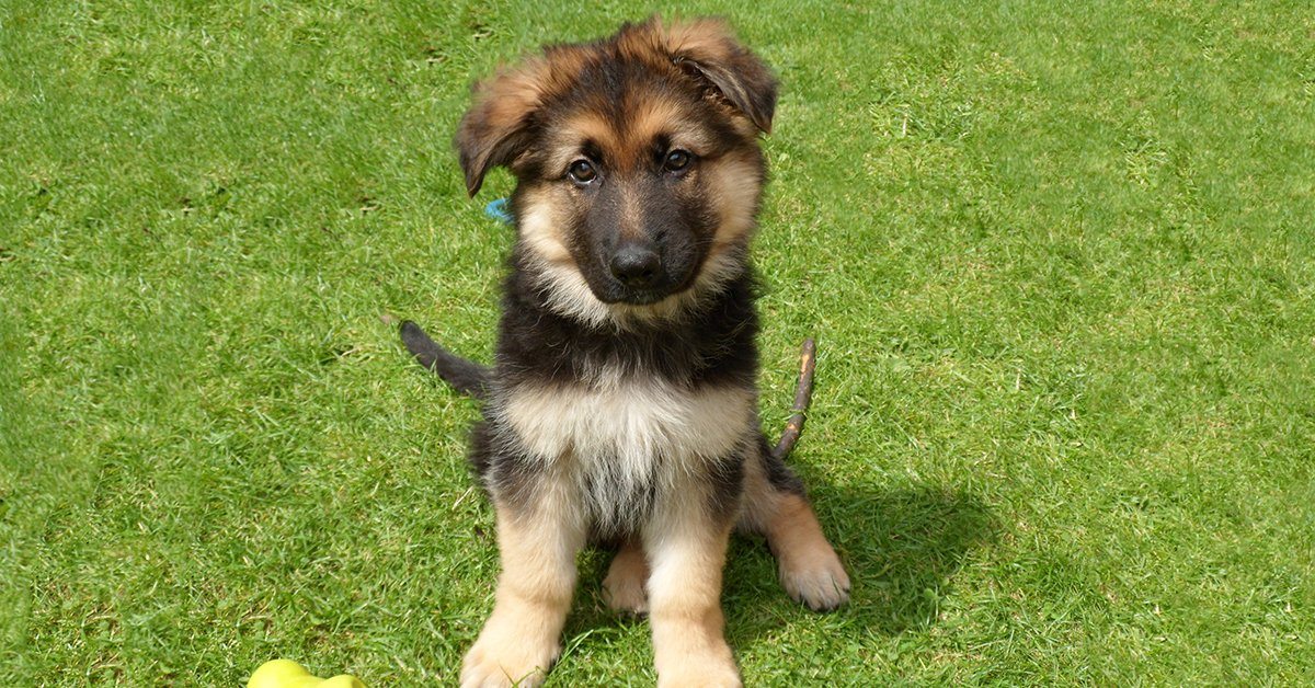 how to pick the best german shepherd puppy