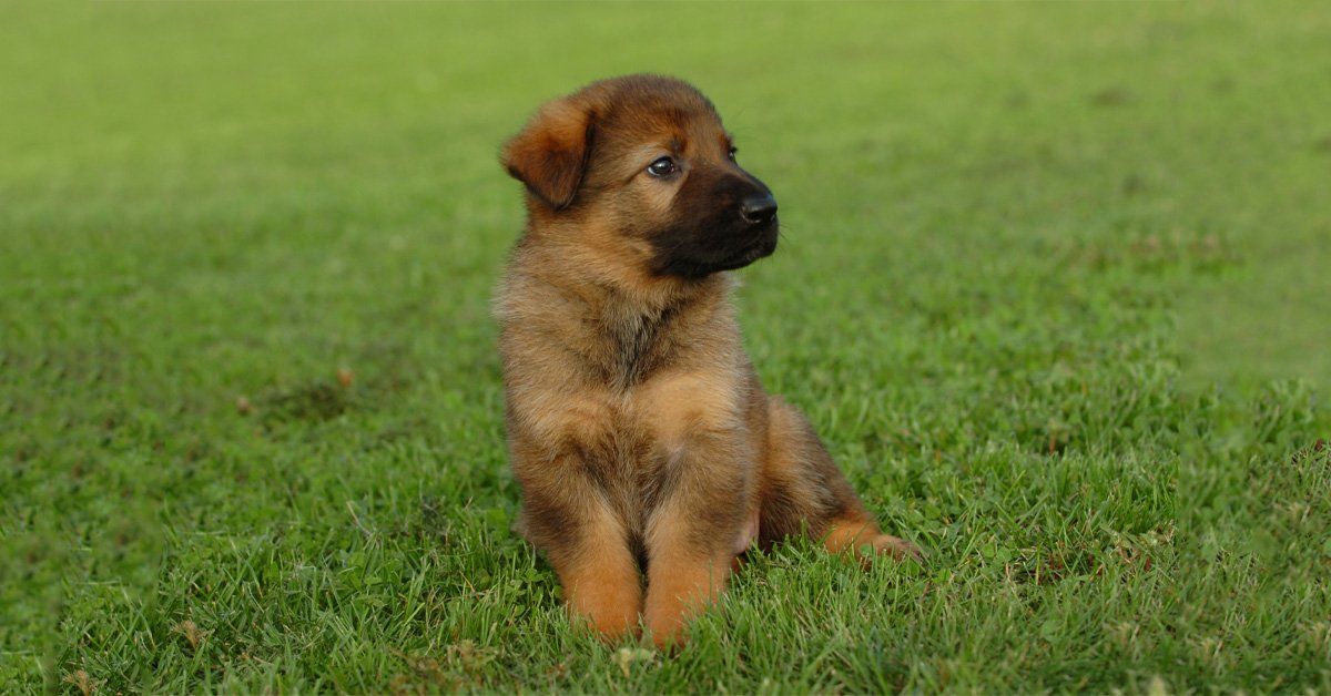 are german shepherds good with puppies