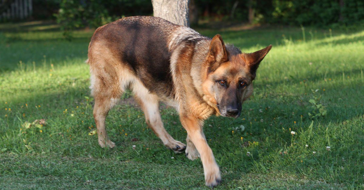 can skunk spray blind a dog