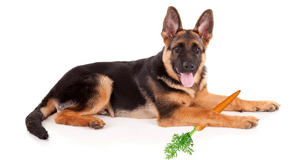 do carrots keep dogs teeth clean