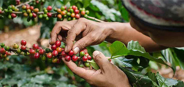 Caffeè Carraro Harvest