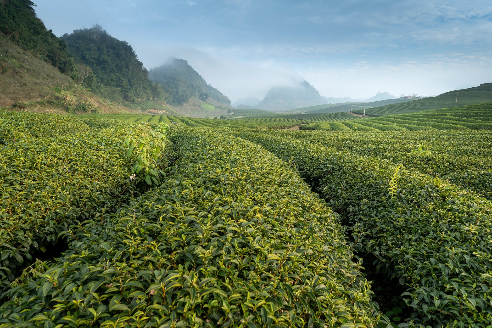 Green tea contains beneficial antioxidants