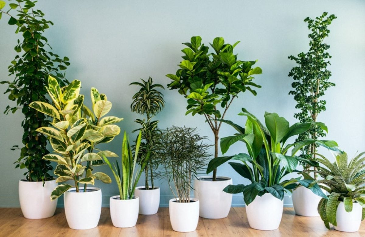 Indoor potted plants.