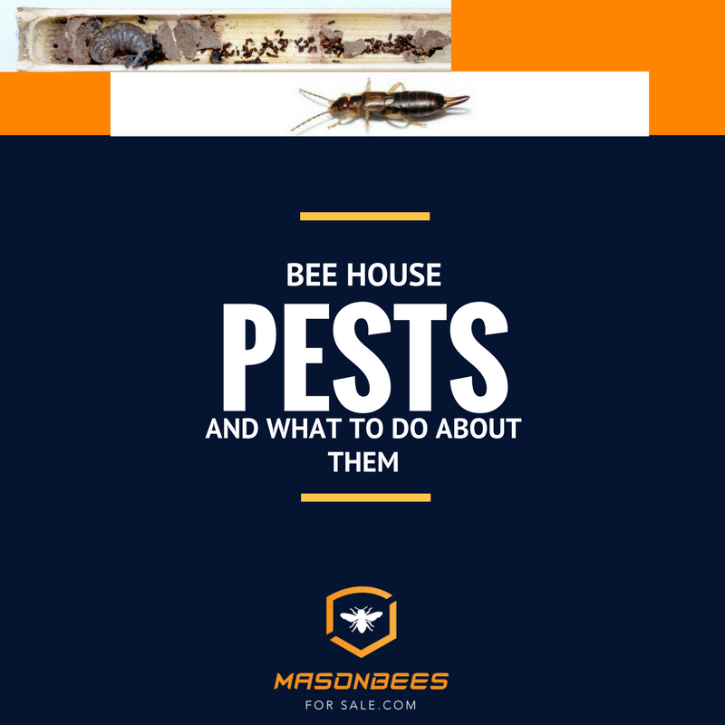 Bee Pests and Solutions Mason Bees for Sale