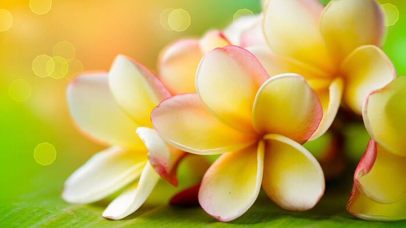 Frangipani flower