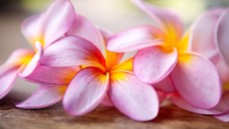 Plumeria flower