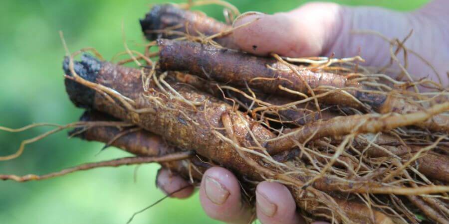 forms of burdock root