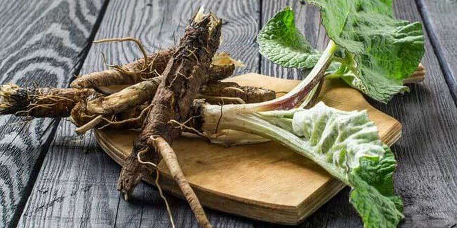 using burdock root