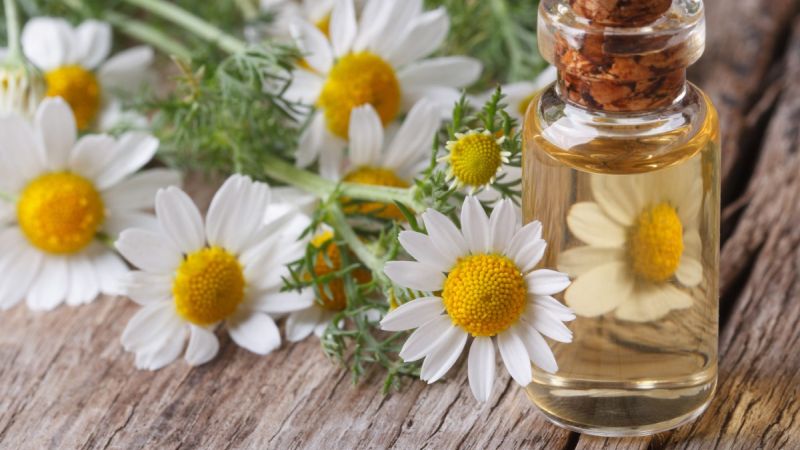 forms of Chamomile Extract