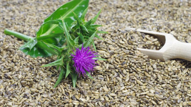 forms of milk thistle