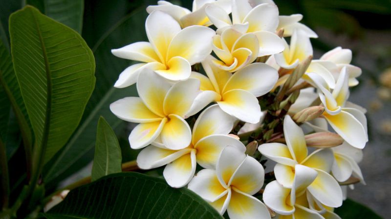 Frangipani Oil