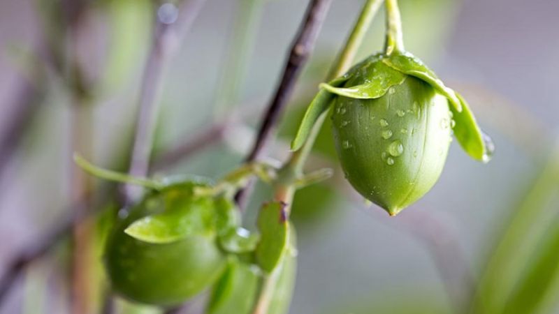 forms of jojoba oil