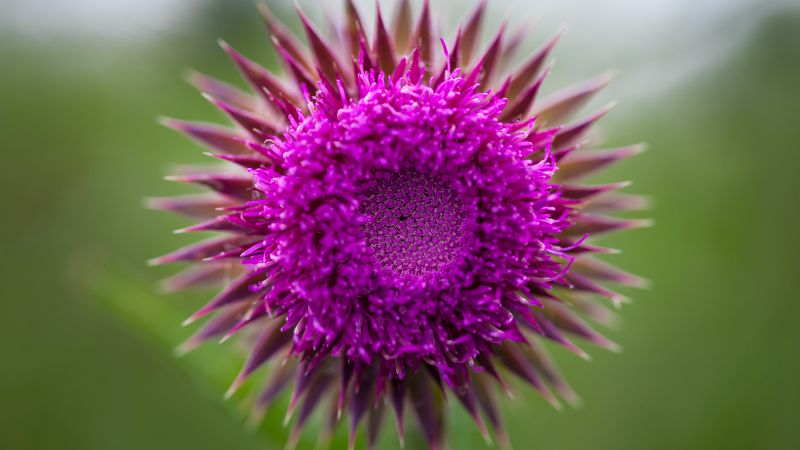 using milk thistle