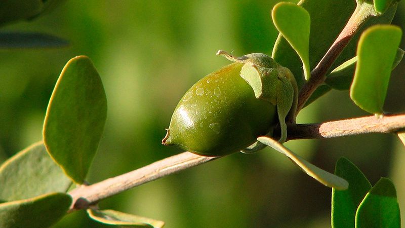 jojoba oils