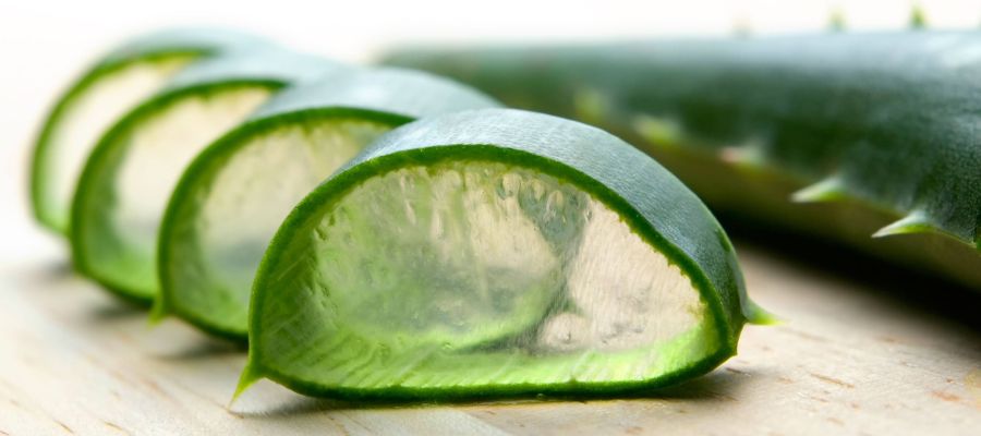 aloe vera plant