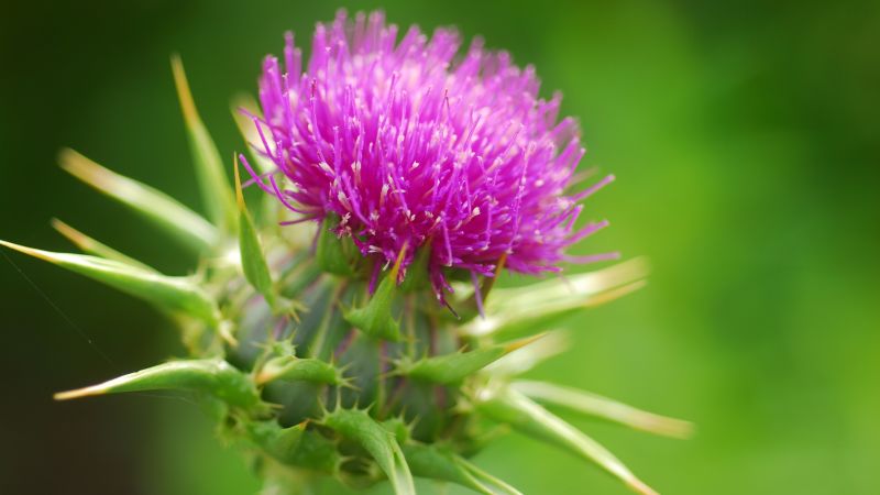 milk thistle extract