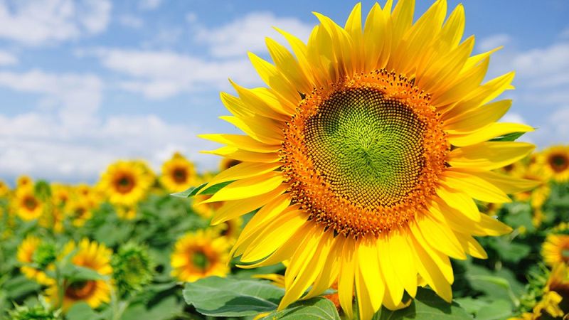 sunflower oils