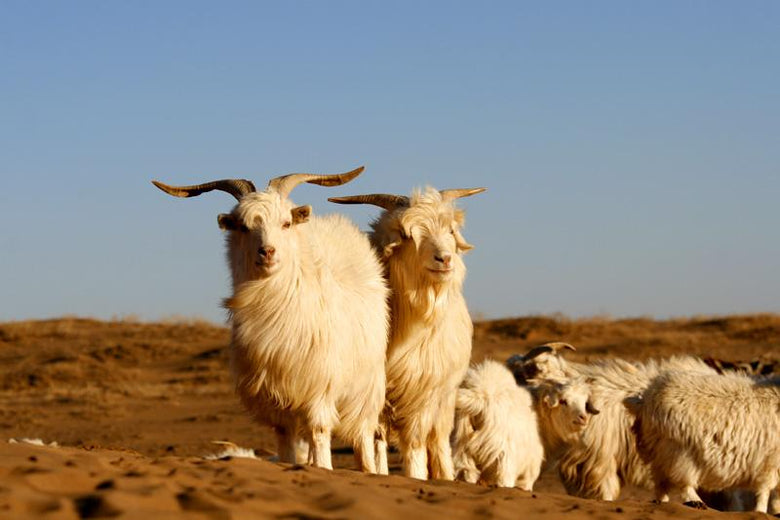 Cashmere goat on mountain