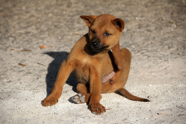 Brown Puppy Scratching Fleas Away