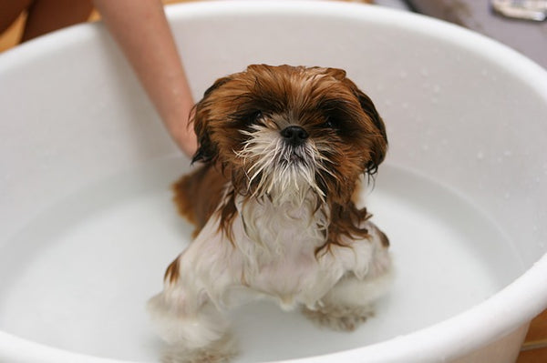 Dog Being Given a Bath