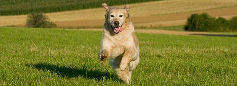 Dog Running in Field