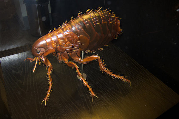 A Scale Model Of A Flea