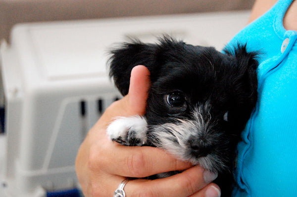 Havanese Puppy Rewarded