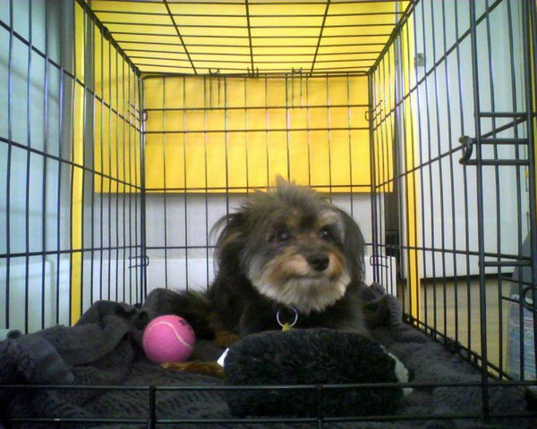 pup in crate