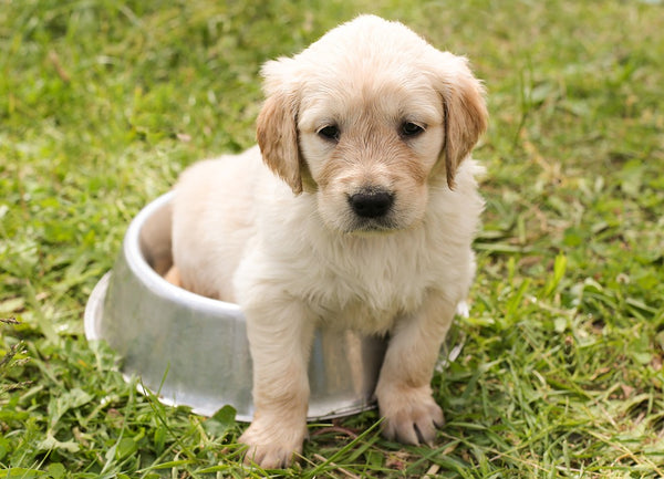 Puppy Golden Retriever Dog In Dog Bowl